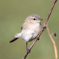 Mountain Chiffchaff (Caucasian)
